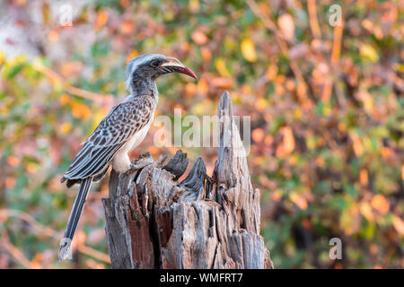 Grautoko, Moremi Game Reserve, Okavango Delta, Botswana, Afrika (Tockus nasutus) Stockfoto