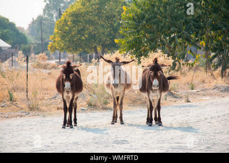Hausesel, Maun, Botswana, Afrika (Equus asinus) Stockfoto