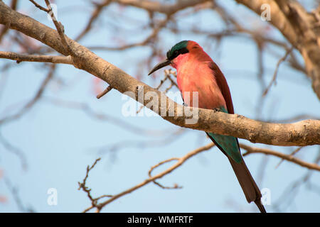 Scharlachspint, Moremi Game Reserve, Okavango Delta, Botswana, Afrika (Merops nubicoides) Stockfoto