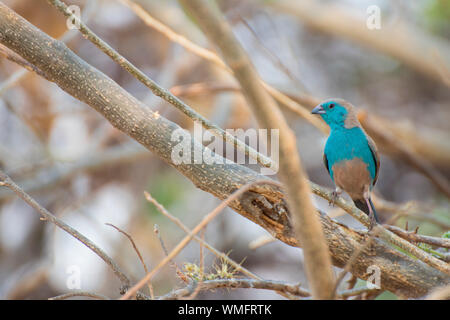 Angola-Schmetterlingsfink, Moremi Game Reserve, Okavango Delta, Botswana, Afrika (Uraeginthus angolensis) Stockfoto