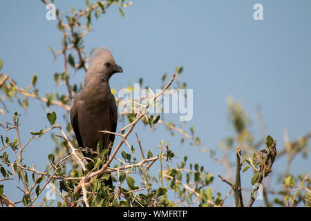Graulaermvogel, Moremi Game Reserve, Okavango Delta, Botswana, Afrika (Corythaixoides concolor) Stockfoto