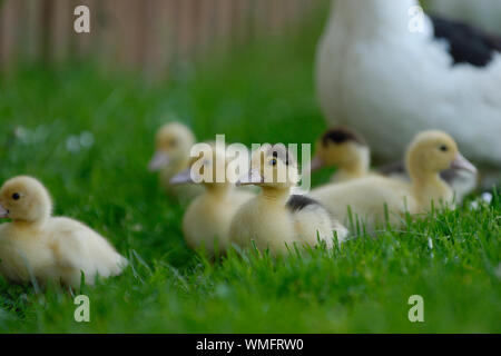 Inländische Muscovy Ente mit Küken, (Cairina moschata forma domestica) Stockfoto