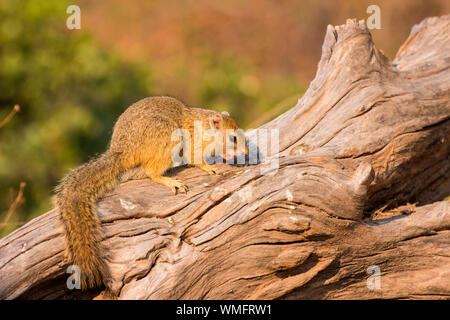 Ockerfussbuschhoernchen, Moremi Game Reserve, Okavango Delta, Botswana, Afrika (Paraxerus cepapi) Stockfoto