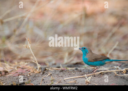 Angola-Schmetterlingsfink, Moremi Game Reserve, Okavango Delta, Botswana, Afrika (Uraeginthus angolensis) Stockfoto