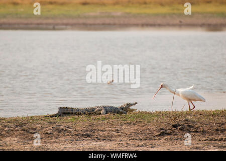Nilkrokodil und Betriebsprüfungen in Löffler, Moremi Game Reserve, Okavango Delta, Botswana, Afrika (Crocodylus niloticus cowiei), (Platalea alba) Stockfoto