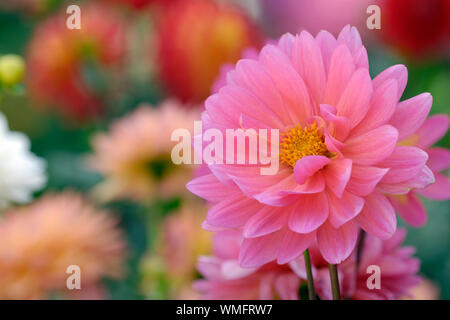 Rosa Dahlie (Dahlia spec.) Stockfoto