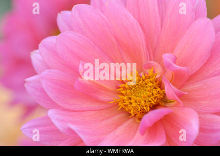 Rosa Dahlie (Dahlia spec.) Stockfoto