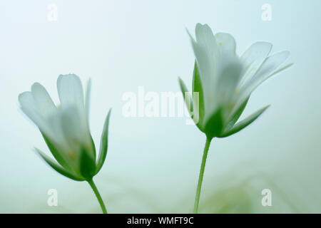 Größere Stitchwort, Stellaria holostea Stockfoto