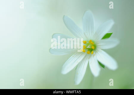 Größere Stitchwort, Stellaria holostea Stockfoto