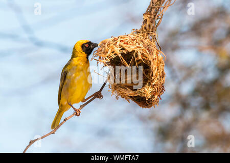 Südliche maskierte Weaver, Nest, Botswana, Afrika, (Ploceus velatus) Stockfoto