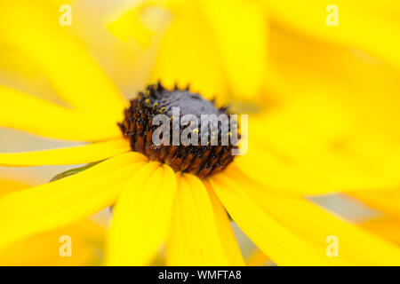 Coneflower, Rudbeckia fulgida Stockfoto