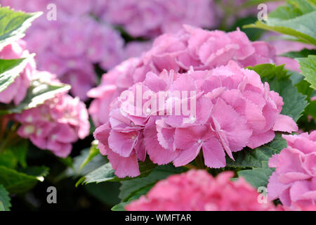 Hortensie, Hydrangea macrophylla Stockfoto