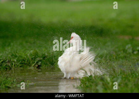 Inländische Muscovy Duck, (Cairina moschata forma domestica) Stockfoto