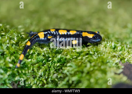 Feuersalamander Auf Moss, Nordrhein-Westfalen, Europa, (Salamandra salamandra) Stockfoto