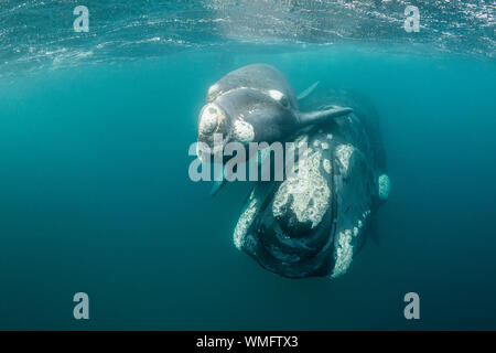 Southern Right Whale, Eubalaena australis, und ihr Kalb in den flachen geschützten Gewässern des Nuevo Golf, die Halbinsel Valdes, Argentinien. Stockfoto