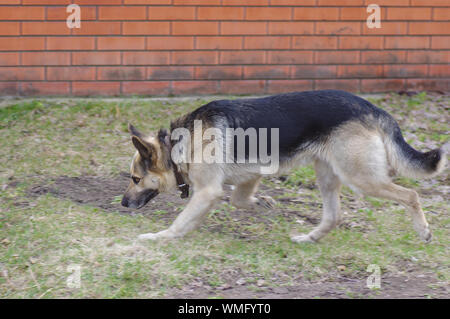 Schaf Hund finden Spuren, während auf Frühling Straße laufen Stockfoto