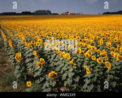 Breite Aufnahme eines gelben Sonnenblumenfeldes Stockfoto