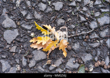 Gefallene Eiche Blätter im Herbst Farben. Stockfoto