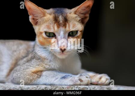 Portrait einer Katze Stockfoto