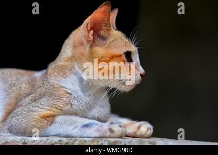 Portrait einer Katze Stockfoto