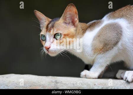 Portrait einer Katze Stockfoto