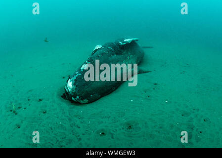 Tot Southern Right Whale Kalb, Eubalaena Australis, ruht auf den Sand im flachen Wasser, Nuevo Golf, die Halbinsel Valdes, Argentinien. Stockfoto