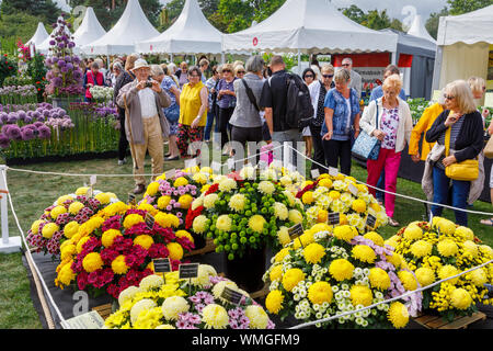 Anzeige von chrysantheme Blumen an einem im September 2019 Wisley Garden Flower Show an RHS Garden Wisley, Surrey, South East England Abschaltdruck Stockfoto