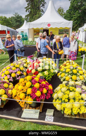 Anzeige von chrysantheme Blumen an einem im September 2019 Wisley Garden Flower Show an RHS Garden Wisley, Surrey, South East England Abschaltdruck Stockfoto