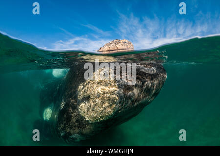 Split shot einen Southern Right Wal, Eubalaena Australis, im flachen Wasser, Nuevo Golf, die Halbinsel Valdes, Argentinien. Stockfoto