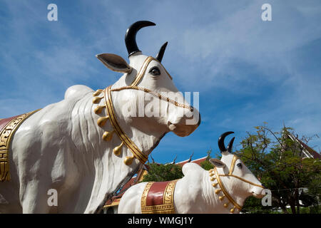 Ein paar weiße Ochsen, Kuh Zahlen im Wat Preah Prom Rath in Siem Reap, Kambodscha. Stockfoto