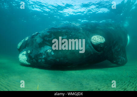 Southern Right Whale, Eubalaena Australis, im flachen Wasser, Nuevo Golf, die Halbinsel Valdes, Argentinien. Stockfoto