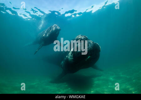 Southern Right Whale, Eubalaena australis, und ihr Kalb in den flachen geschützten Gewässern des Nuevo Golf, die Halbinsel Valdes, Argentinien. Stockfoto