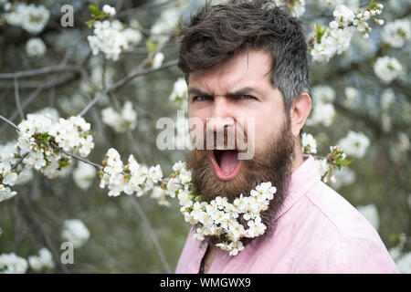 Männliche Gesicht in der Nähe von blühenden Kirschbaum Bärtigen. Hipster mit Cherry Blossom im Bart. Mann mit Bart und Schnurrbart auf schreien Gesicht in der Nähe der zarte weiße Stockfoto