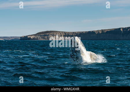 Southern Right Whale, Eubalaena Australis, die Verletzung in der Nuevo Golf, die Halbinsel Valdes, Argentinien. Stockfoto