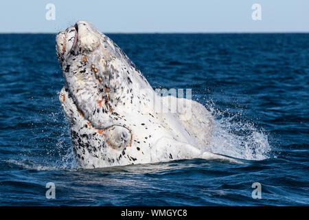Southern Right Whale, Eubalaena Australis, die Verletzung in der Nuevo Golf, die Halbinsel Valdes, Argentinien. Stockfoto