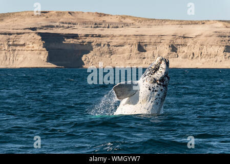 Southern Right Whale, Eubalaena Australis, die Verletzung in der Nuevo Golf, die Halbinsel Valdes, Argentinien. Stockfoto