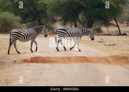 Zwei zebras Überqueren einer Straße im Ruaha Nationalpark Stockfoto