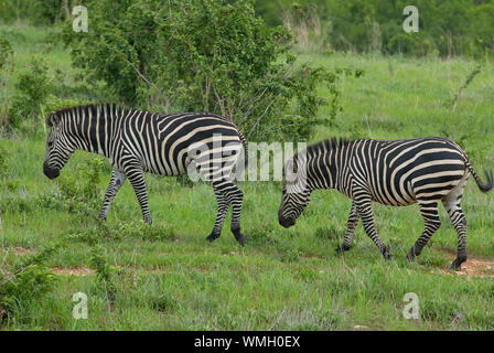 Zwei Zebras über die Ebenen bummeln Stockfoto