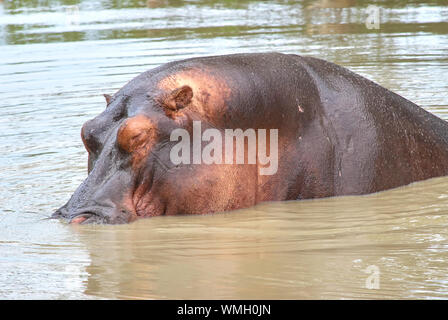 Ein großes Nilpferd, halb im Ruaha Fluss versenkt Stockfoto