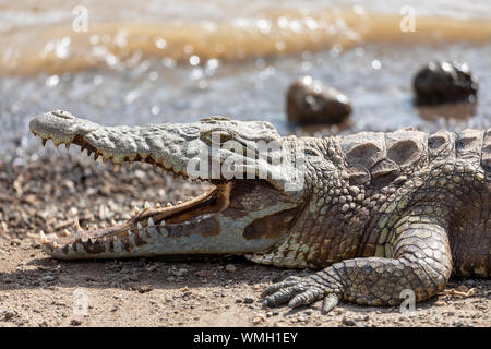 Big Nilkrokodil Crocodylus niloticus, größte Süßwasser Krokodil in Afrika, die sich auf Sand in Awash fällt, Äthiopien, Afrika wildlife Stockfoto