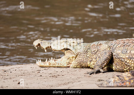 Big Nilkrokodil Crocodylus niloticus, größte Süßwasser Krokodil in Afrika, die sich auf Sand in Awash fällt, Äthiopien, Afrika wildlife Stockfoto