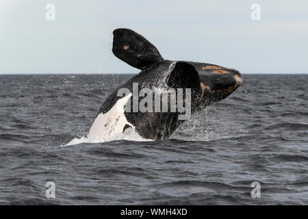 Southern Right Whale, Eubalaena Australis, die Verletzung in der Nuevo Golf, die Halbinsel Valdes, Argentinien. Stockfoto