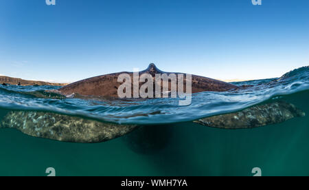 Nahaufnahme der geteilten Ansicht der Schwanzflosse eines erwachsenen Southern Right Whale, Eubalaena Australis, Nuevo Golf, die Halbinsel Valdes, Argentinien. Stockfoto