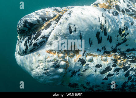 Extreme Nahaufnahme der Kopf eines weißen Southern Right Whale Kalb, Eubalaena Australis, Nuevo Golf, die Halbinsel Valdes, Argentinien. Stockfoto