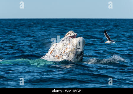 Southern Right Whale, Eubalaena Australis, die Verletzung in der Nuevo Golf, die Halbinsel Valdes, Argentinien. Stockfoto