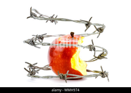 Stacheldraht um einen roten Apfel gebissen auf weißem Hintergrund Stockfoto