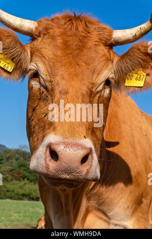 Rinder (Limousin) auf einer Weide in Kronberg/Taunus/Hessen, Deutschland Stockfoto