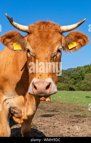 Rinder (Limousin) auf einer Weide im Taunus/Hessen, Deutschland Stockfoto