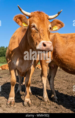 Rinder (Limousin) auf einer Weide in Kronberg/Taunus/Hessen, Deutschland Stockfoto