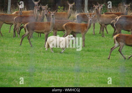 Die Schafe, die einen Hirsch denkt. Te Araroa Trail. Der Weg von Longwood Wald. Southland. South Island. Neuseeland Stockfoto